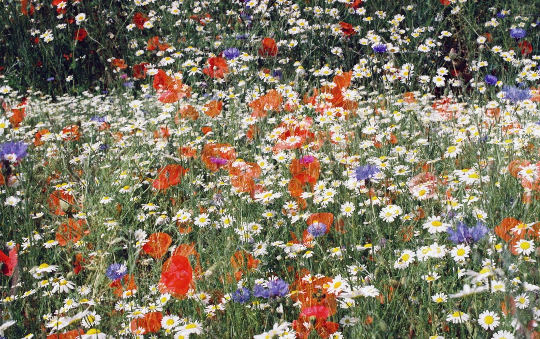 annaroura-mariaaiguille